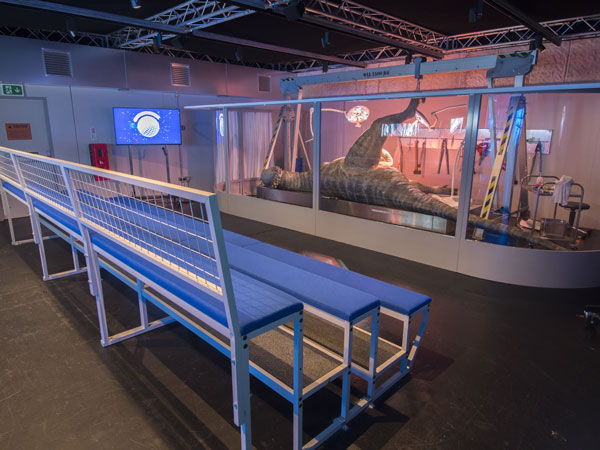 Dinosaur autopsy scene behind glass, with blue visitor benches in front