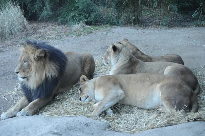 bcincinnatizoo.jpg